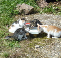 Katzenfamilie