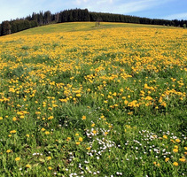 Jostal im Fr�hling