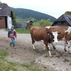 Auf dem Weg in den Stall